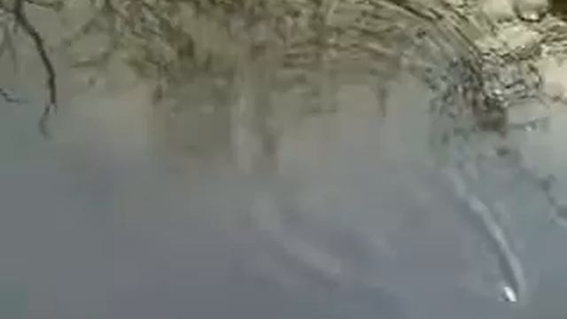 forma_zhizni2.wmv
