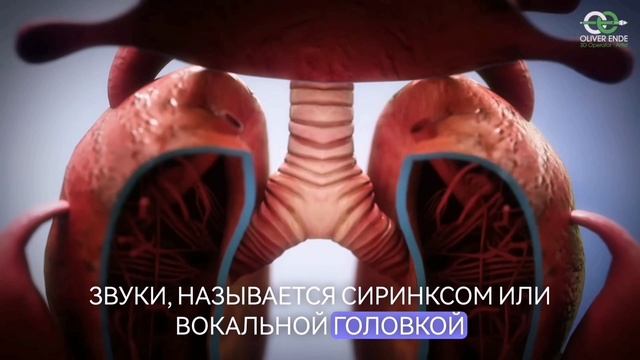 Как птицы издают звуки?