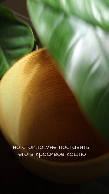 Неприхотливое растение озеленит ваш интерьер #растения#филодендронимпериалгрин#обзоррастений