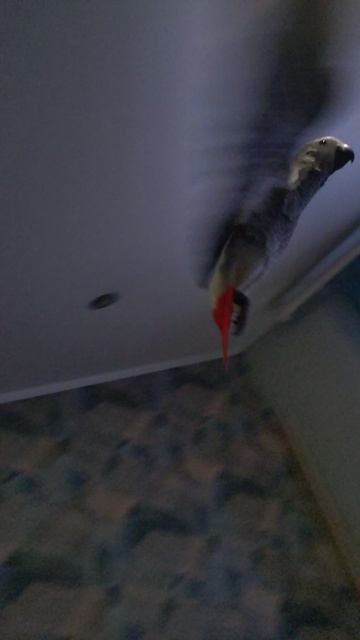 Попугай Жако по имени Мира