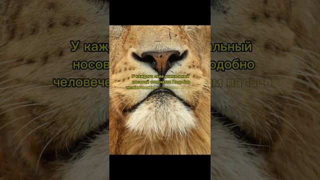 Лев
