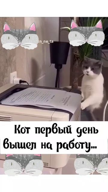 Рабочий кот