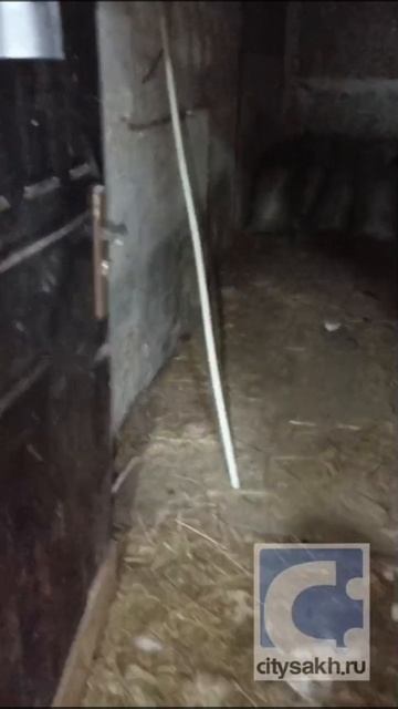 Труп собаки вызвал новую волну хейта на южно-сахалинский приют, часть 11