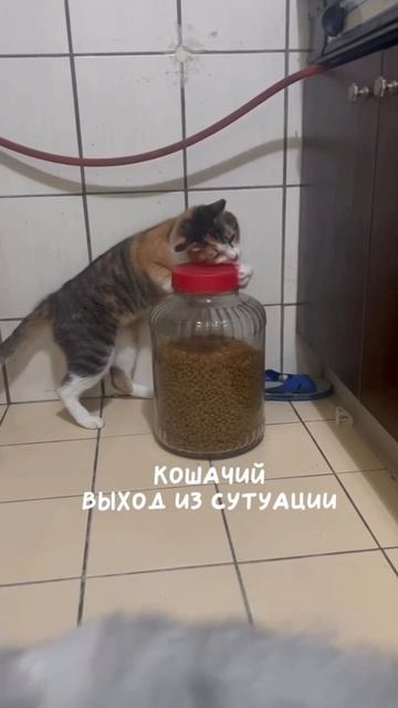 Голод не тётка!