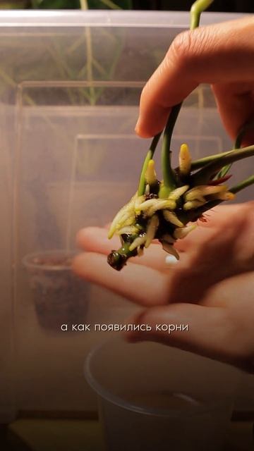«галстучный» Антуриум Виттарифолиум