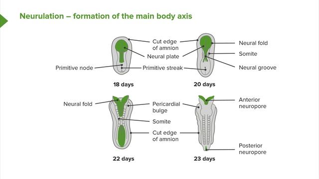 04. Week Two of Embryogenesis Gastrulation