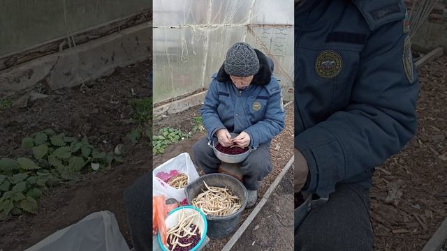 ФАСОЛЬ экологически чистая-не плохой урожай...