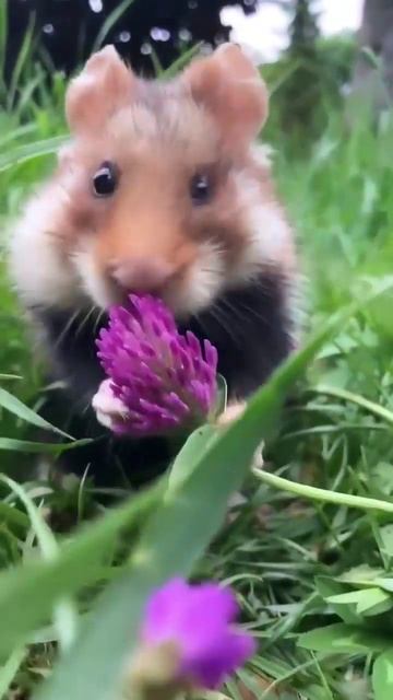 Умилительная фотосессия дикого хомяка 🐹