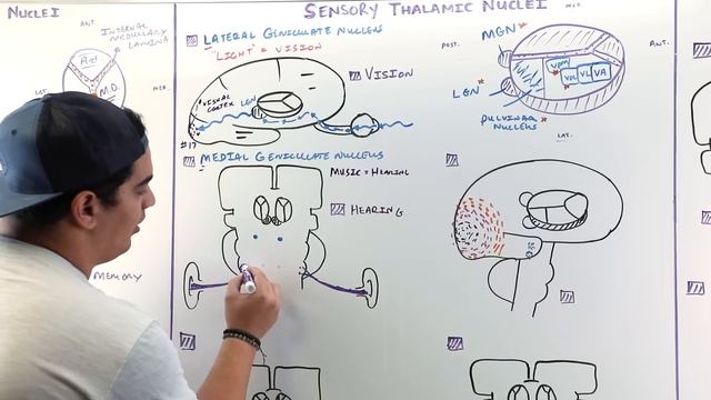 Neurology | Thalamus Anatomy & Function