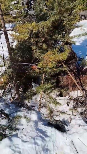 Правда на медведя проверка приходил ли мишка в гости