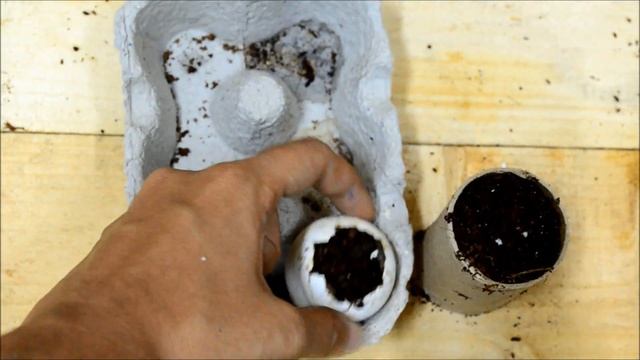 How to germinate vegetable seeds| Easy hacks