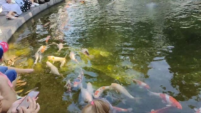 Краснодар Парк Галицкого фонтаны 4