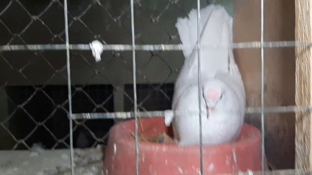 Красные и белые николаеские голуби. Тёплый маточник. Обзор новостей. Breeding pairs of pigeons.