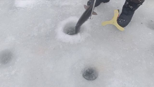 Голицыно Fish 23 января