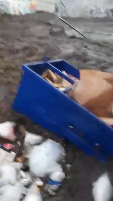 Ливневый паводок в Кито (Эквадор, 2.10.2024).