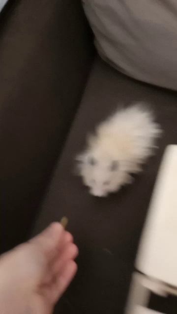 хома на канале!!🐹🐹