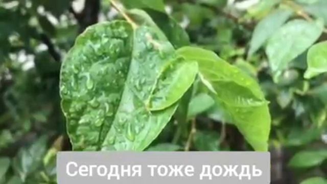 004 Хару-кун - мой любимый кот