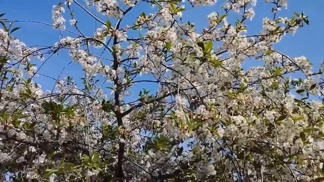 Молитва Богородице