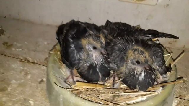 НИКОЛАЕВСКИЕ ГОЛУБИ. ОБЗОР ПЕРВОГО ВЫВОДКА И КОЛЬЦЕВАНИЕ. NIKOLAEVSKIE PIGEONS. Ringing. First brood