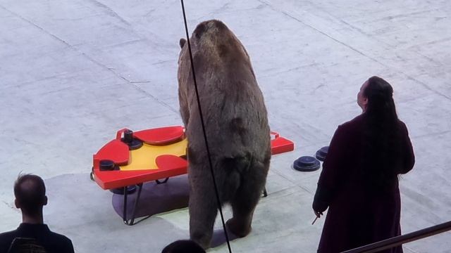Медвежья логика