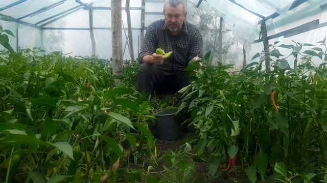 Острый перец в теплице. Мои любимые сорта.