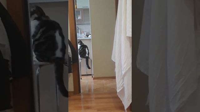 Смотреть всем . Приколы с котами!!! Настырный и упёртый кот хочет пожевать пакет от хлеба!!