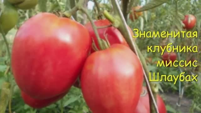 ТОМАТЫ. КАТАЛОГ  томатов на 2025 год.  г. Киров