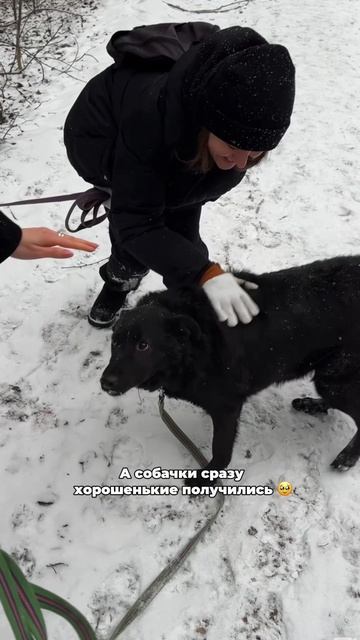 Собаки идеальные, согласны? лайкни, если считаешь также 😍