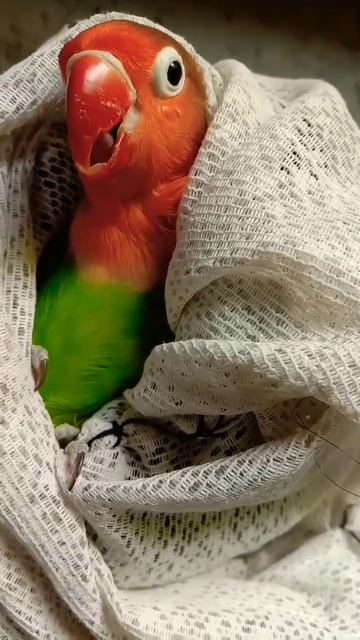 Air sac mite attack on lungs #viralvideo #birdlove