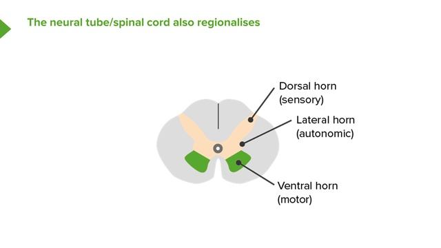 08. Neurulation