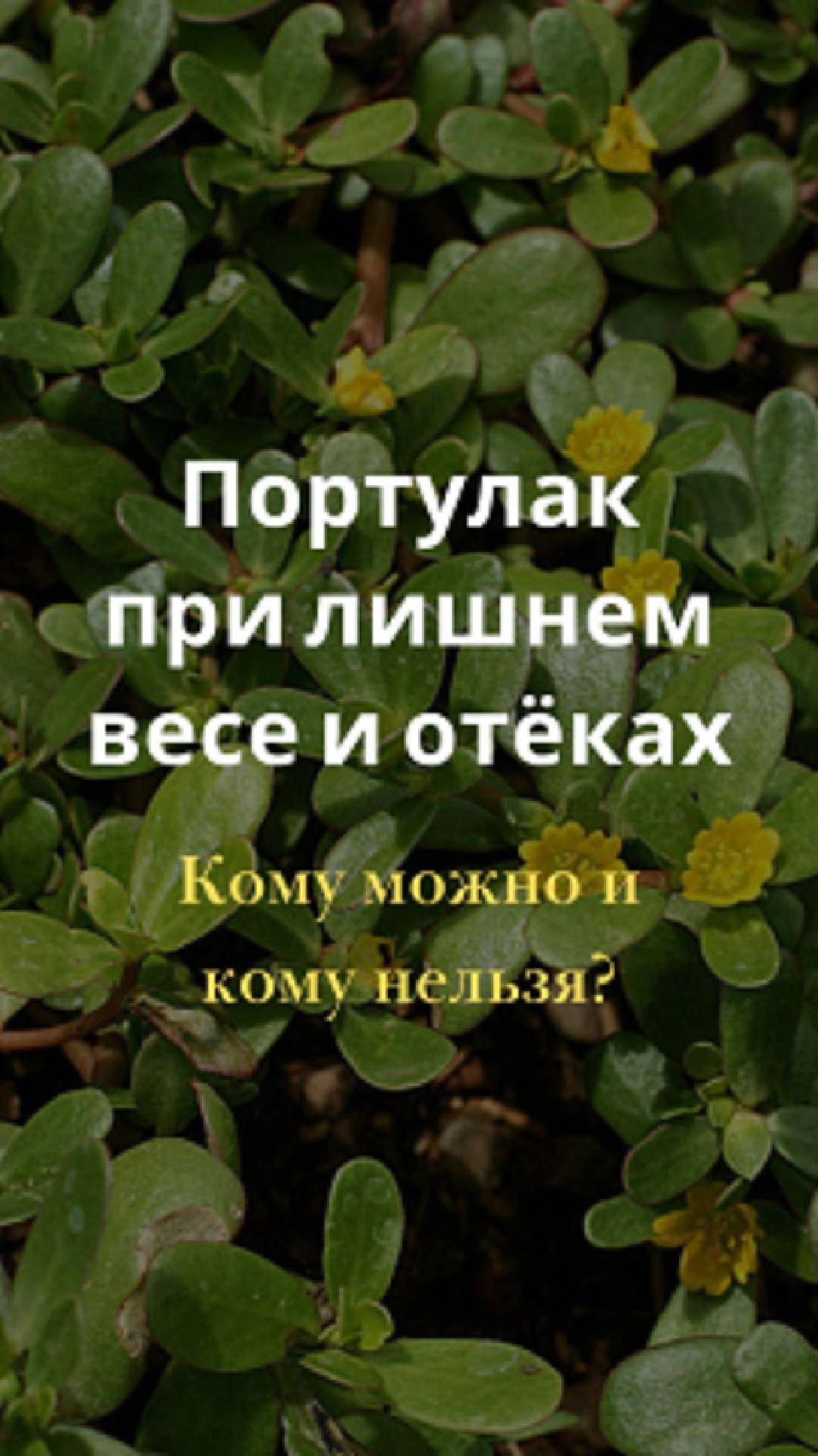Портулак при лишнем весе и отёках. Кому можно и кому нельзя?