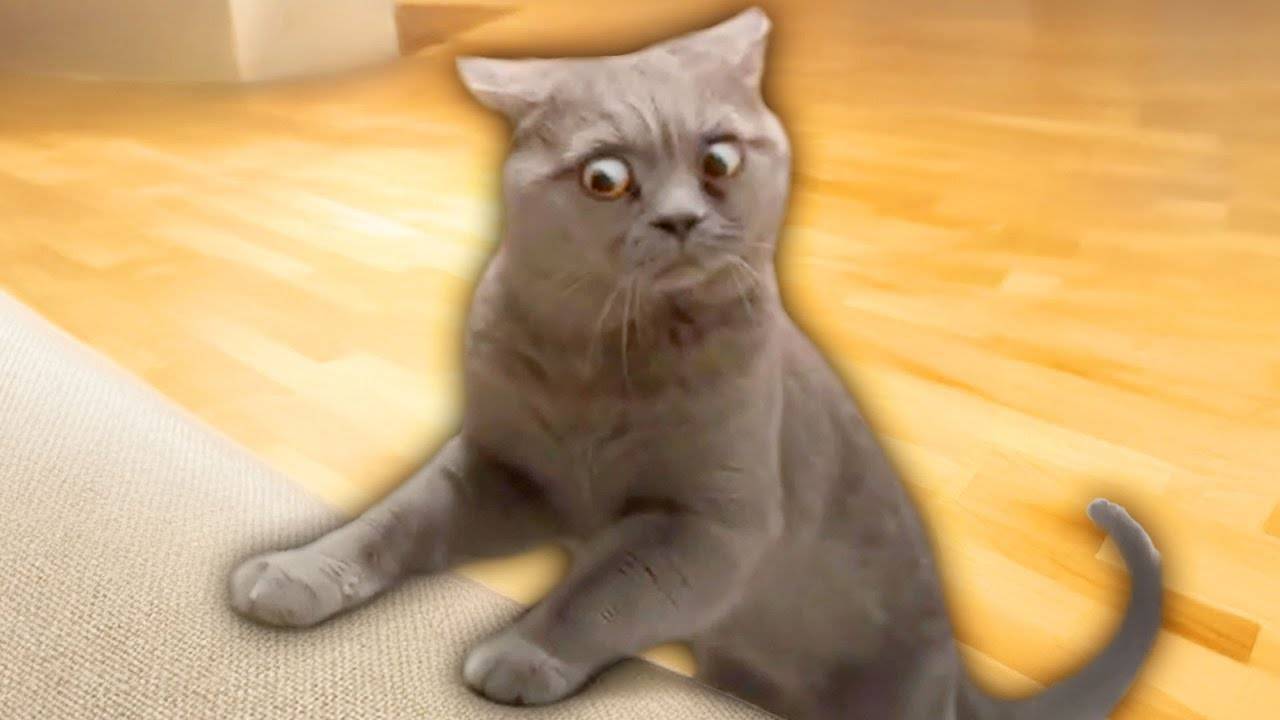 Видео С забавными ЖИВОТНЫМИ 😂 Самые смешные КОШКИ😺 и СОБАКИ🐶