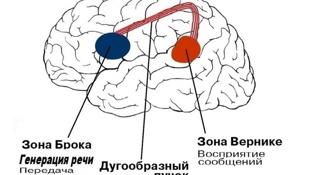 2-2++  Акустический диапазон атмосферы  Система зон  Брока Вернике  Обоняние Анды