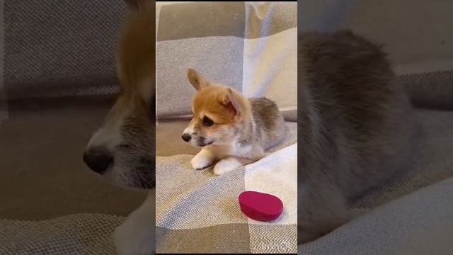 Высокопородные щенки Вельш Корги Пемброк