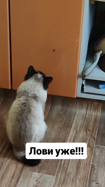Лови уже!!