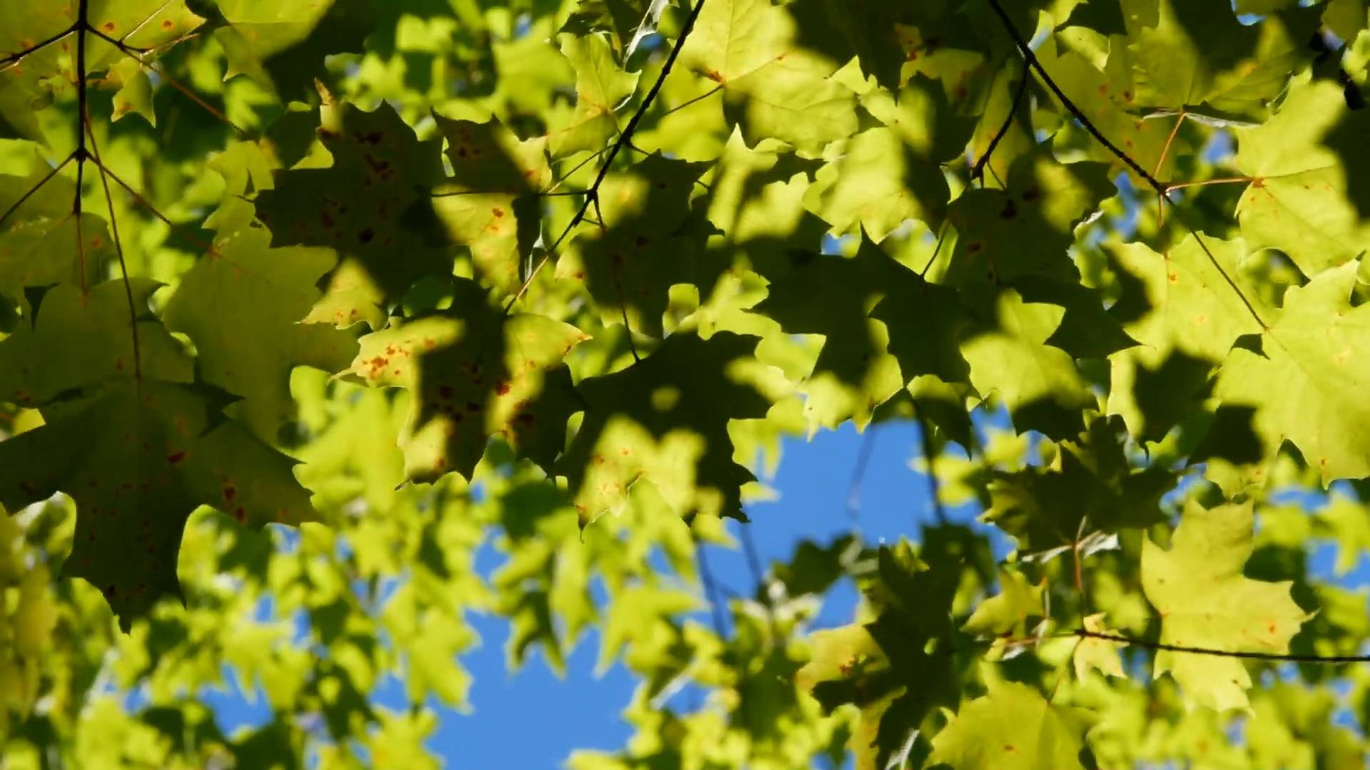 Chill Lab: Пение Птиц в Лесу 24/7 | Звуки Птиц для Релакса | Звуки Леса