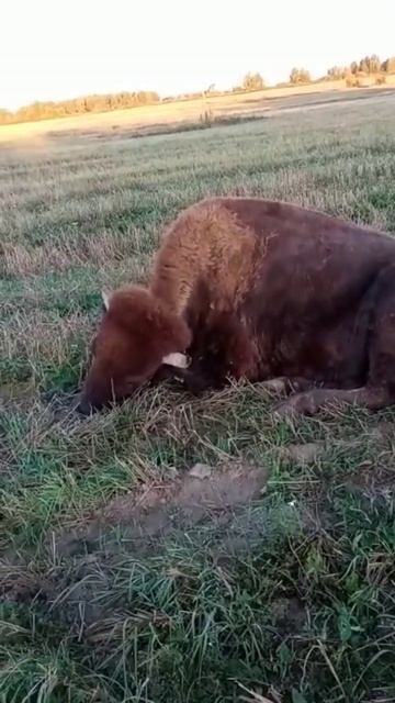 степной бизон приуныл. с ним будет всё хорошо