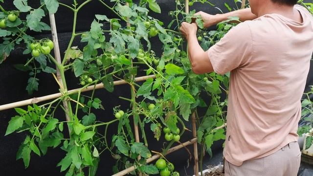 The easiest way | grow tomatoes in bags for many fruits