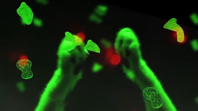 Кошки поют