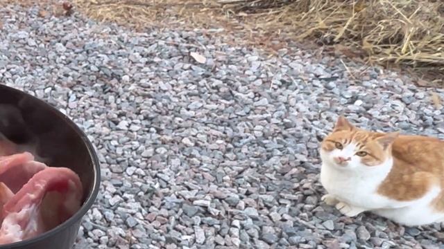 [솔로캠핑] 이곳은 고양이 천국? 🐈냥이들과 고기 나눠먹고 모닥불에 마쉬멜로우 구워먹은 하루ㅣ3만원대 초경량 이너텐트ㅣ서울근교 캠핑장