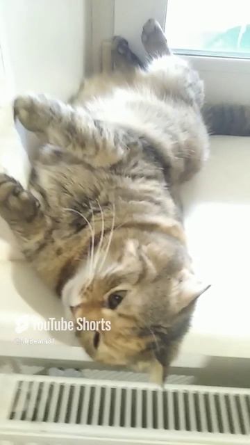 Неблагодарный.mp4