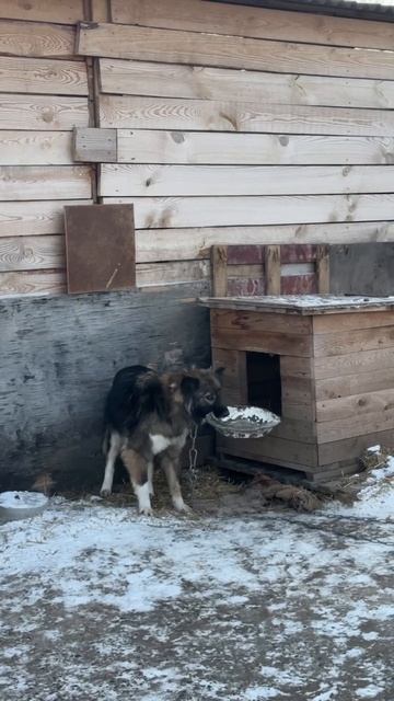 Непрлизаюшия миска