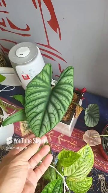 #алоказия#цветы#сад