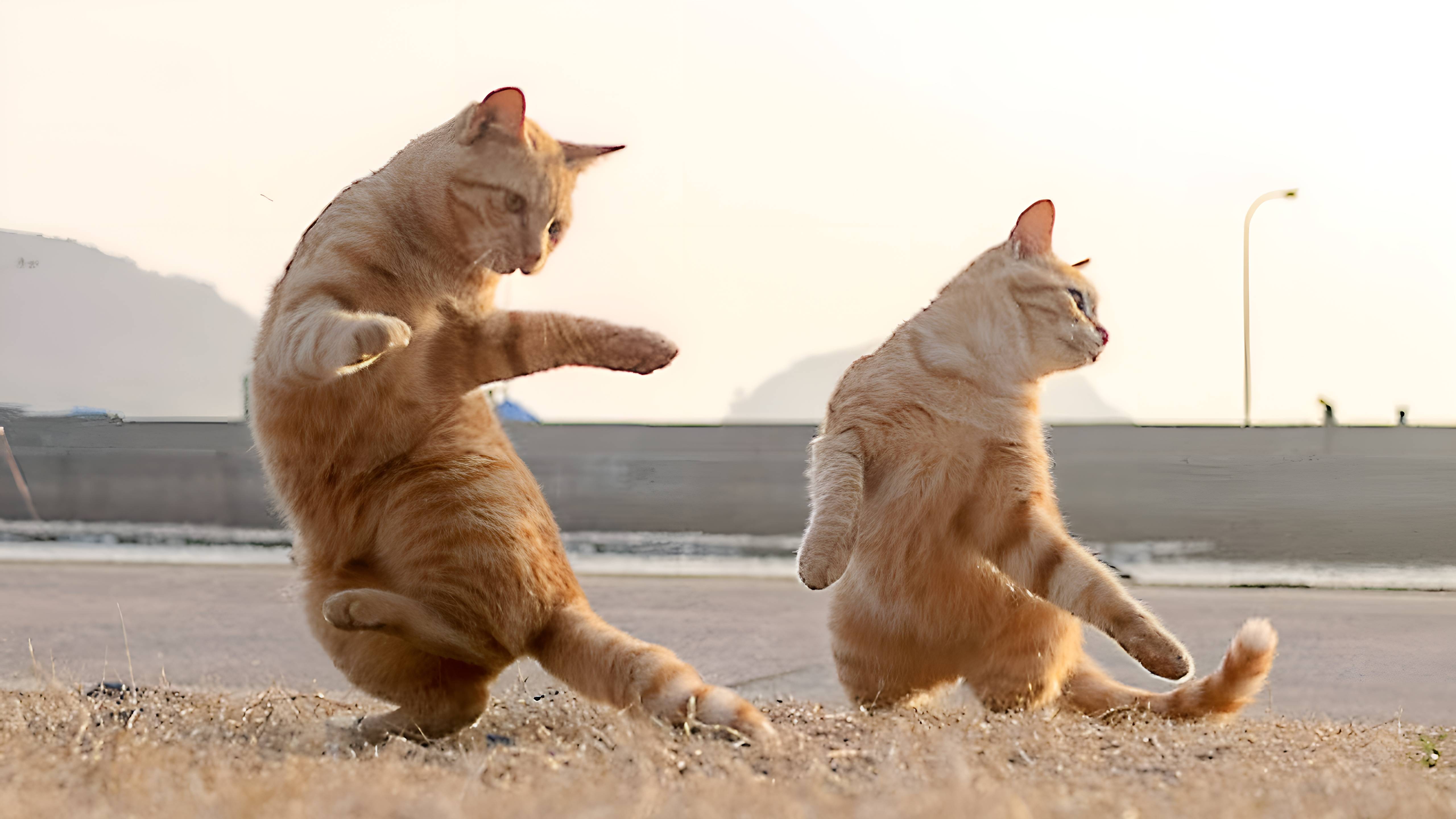 😸Коты! забавные видео, которые зарядят вас позитивом!