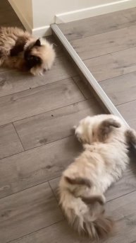 Невская Маскарадная !