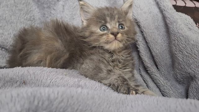 blucat