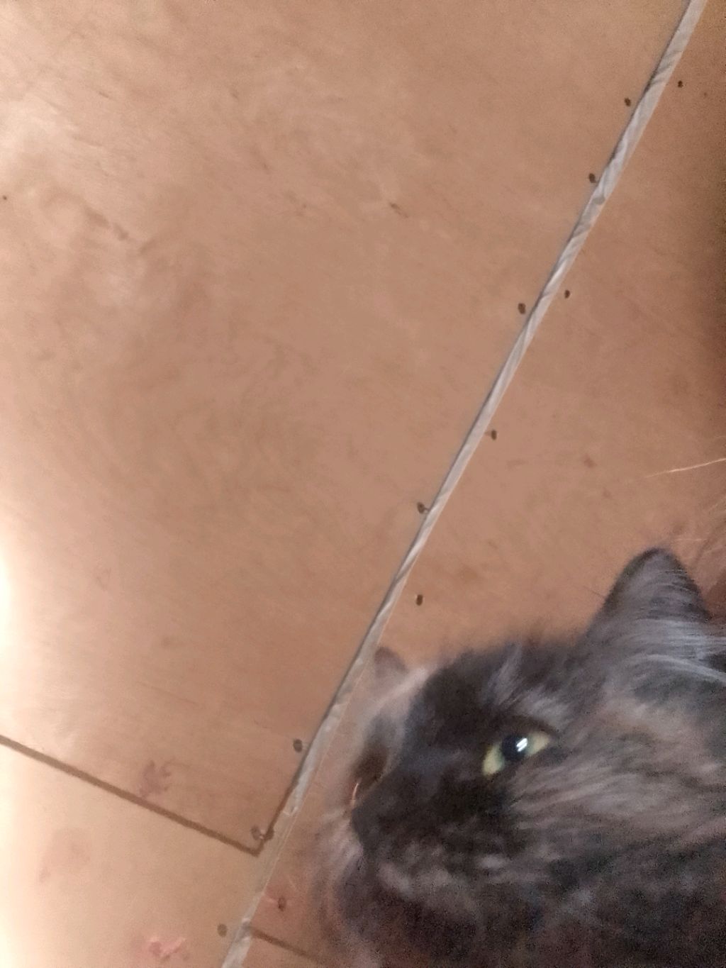кошка?!