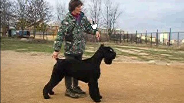 Юниор. Роман-Кош Брейк Файн Денс. архив