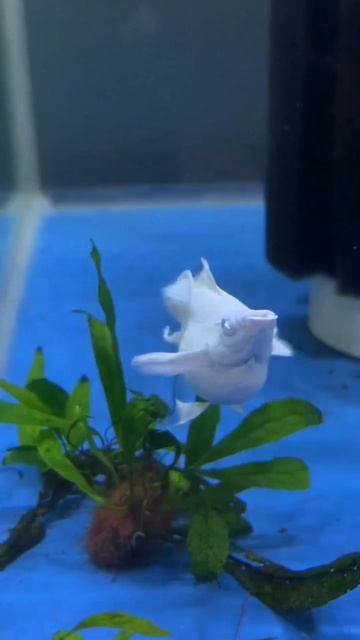 😍Mollies Platinum