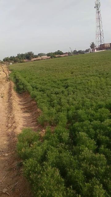jeera #rajasthan# new